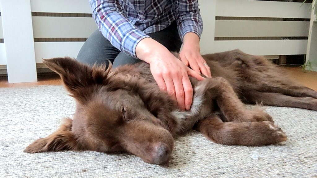 Bouwen aan vertrouwen: de kracht van hondenmassage