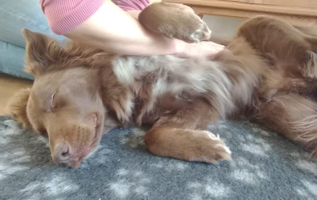 Hondenmassage