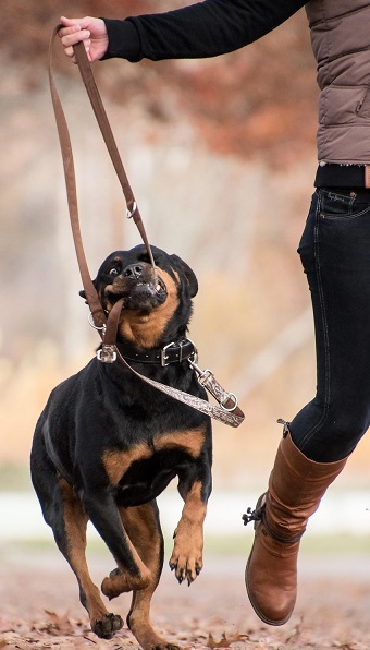 Je hond is gespannen en reactief en komt moeilijk tot rust