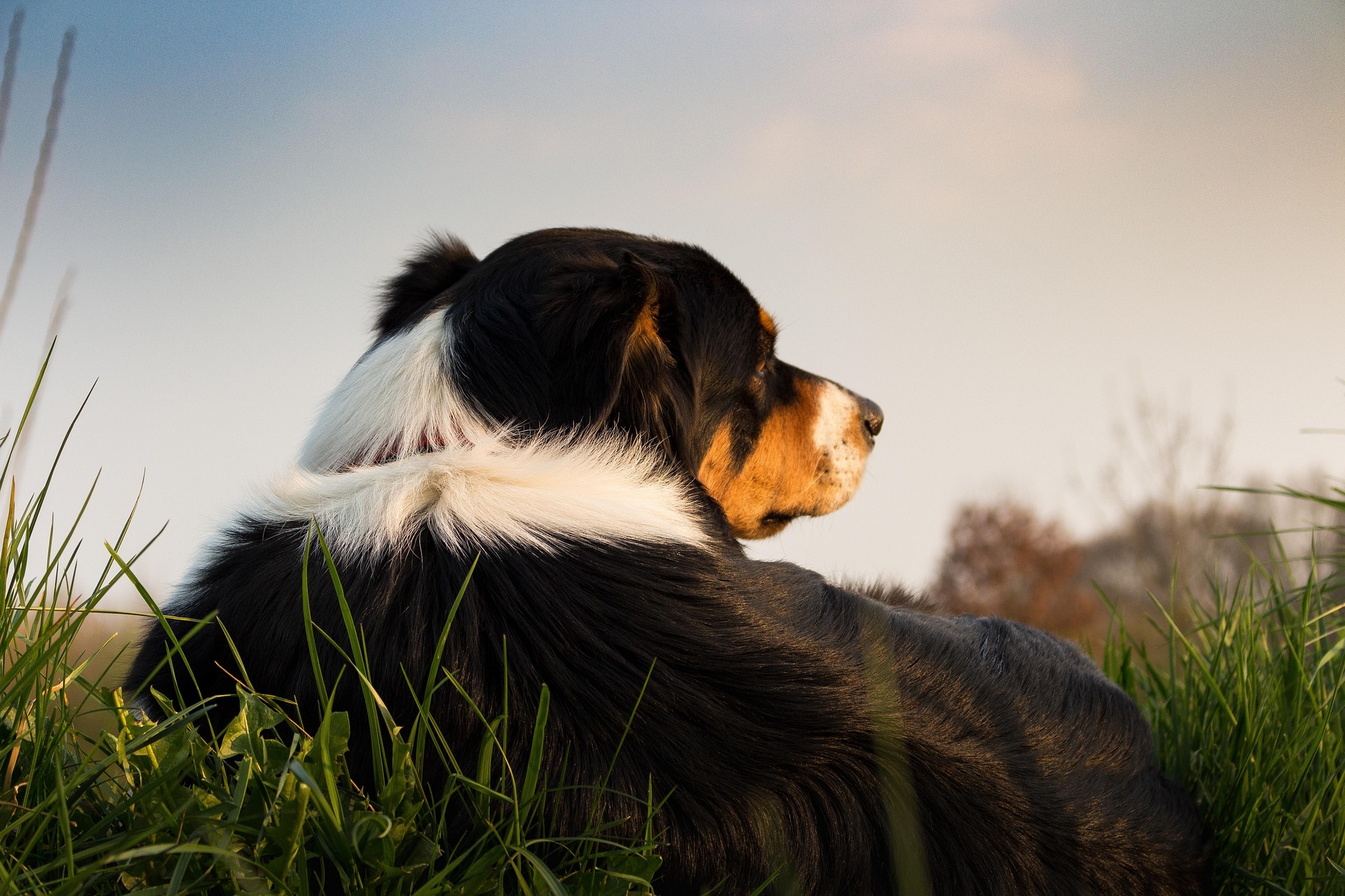 Ontspannen hond